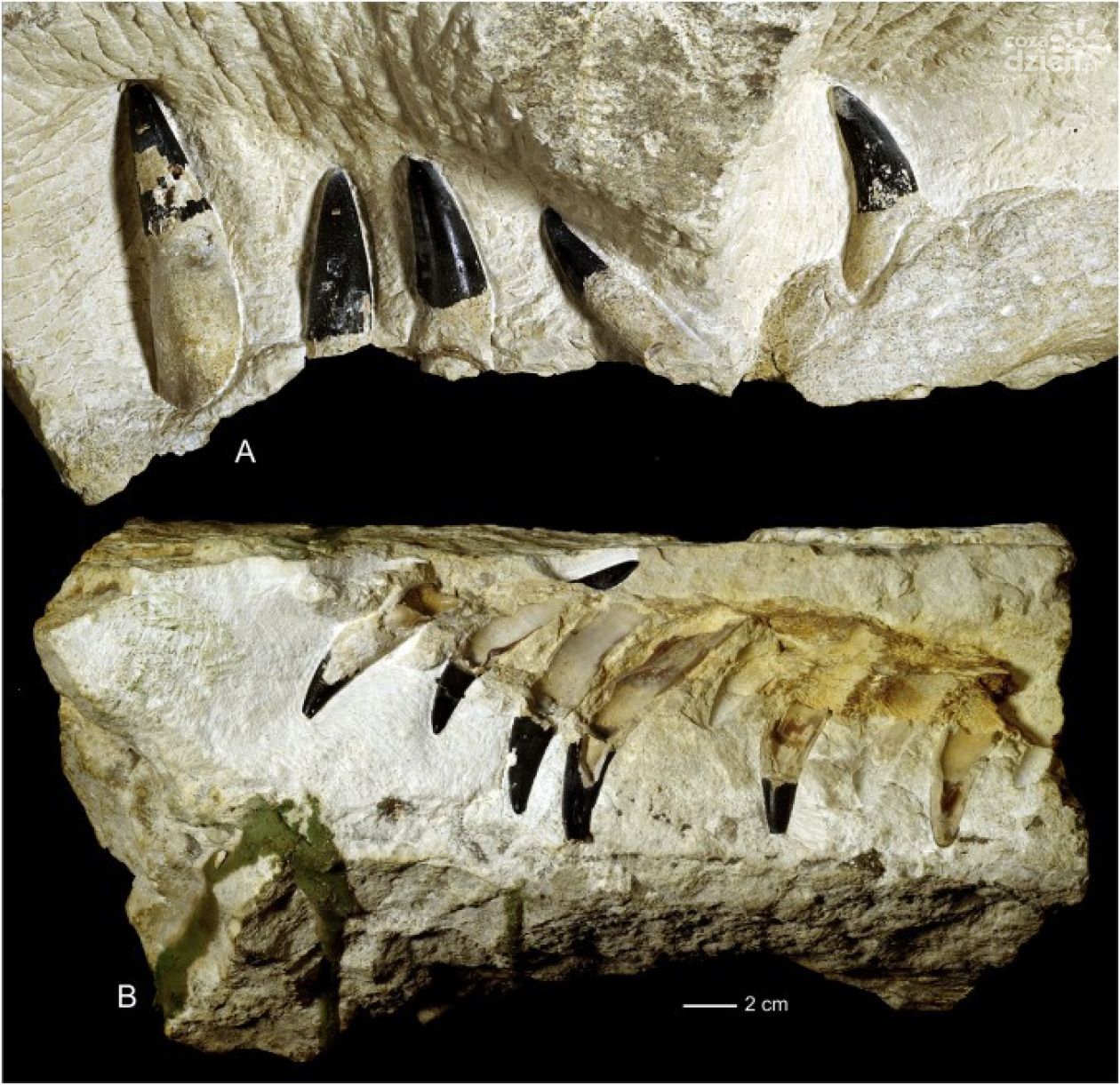 Iłża. Odkryto szczątki morskich drapieżników sprzed 150 mln lat