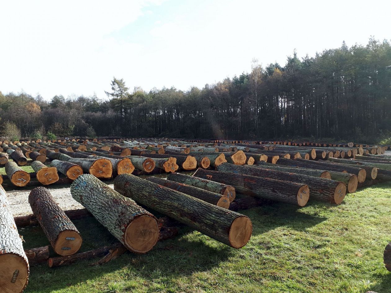 Można kupić drewno od Lasów Państwowych