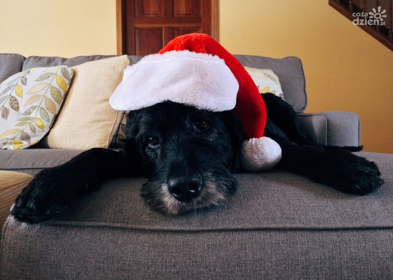 Praktyczne pomysły na świąteczny prezent dla psa