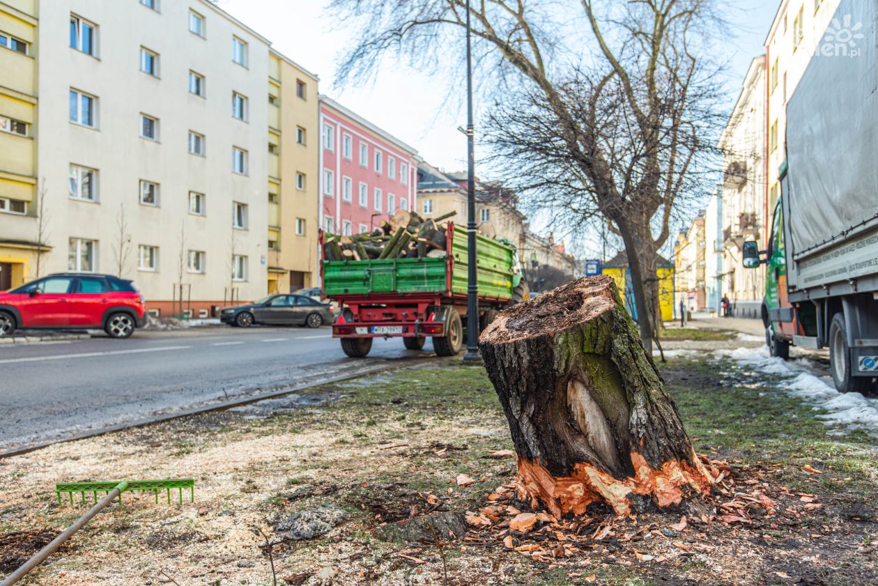 Wycinka drzew przy ul. Sienkiewicza (zdjęcia)