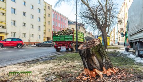 Wycinka drzew przy ul. Sienkiewicza (zdjęcia)