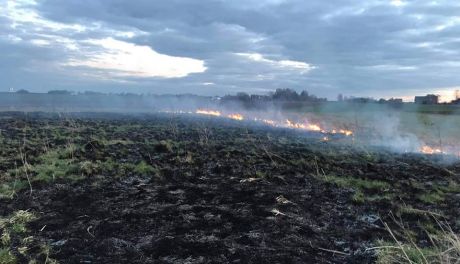Plaga pożarów nieużytków rolnych w Wierzbicy