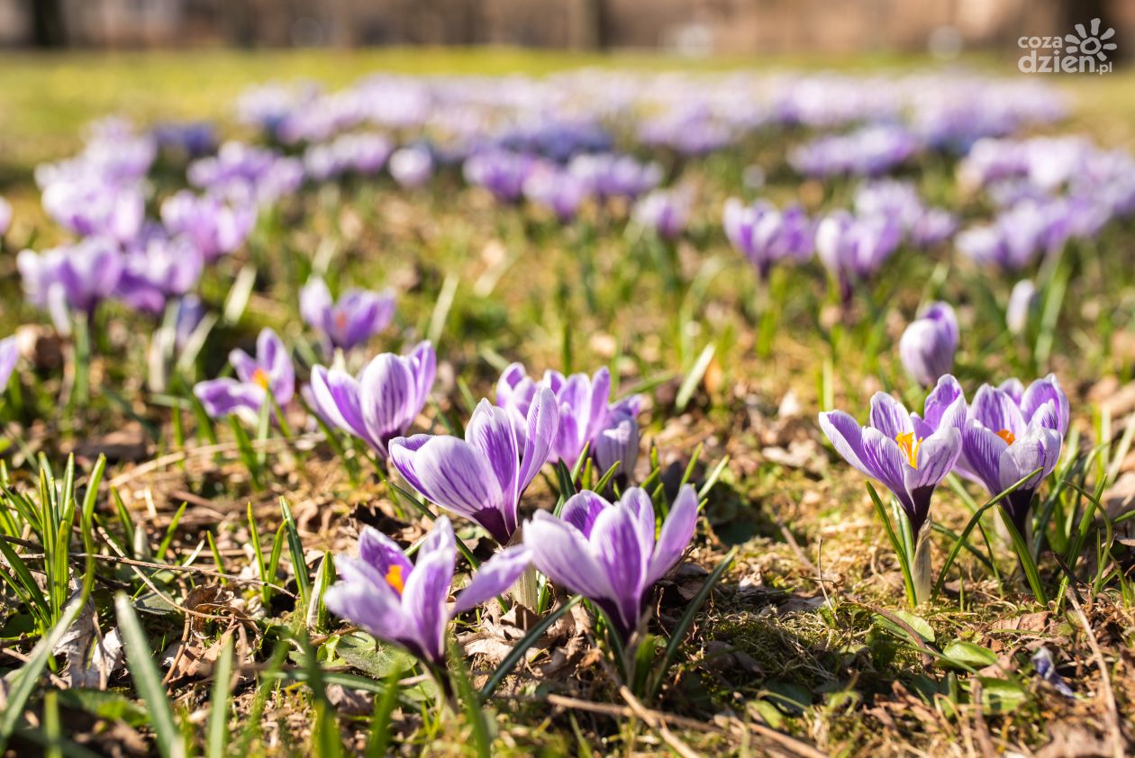 Wiosna zawitała do Radomia (zdjęcia)