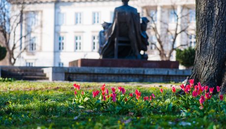 Dywan tulipanowy przy pomniku Kochanowskiego