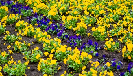 Urząd Gminy w Gielniowie poszukuje złodzieja kwiatów 