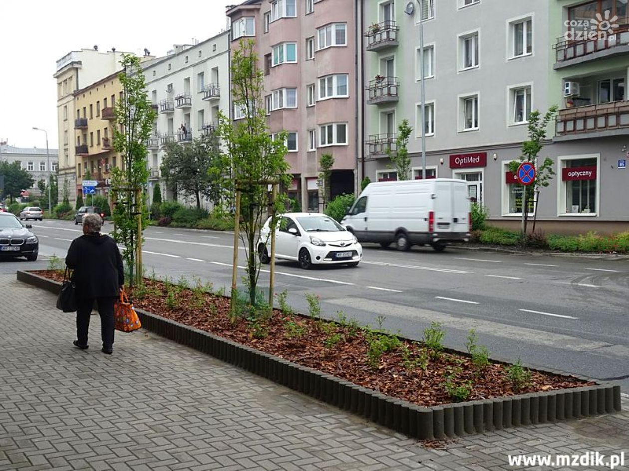 Nowa roślinność na ulicach Radomia