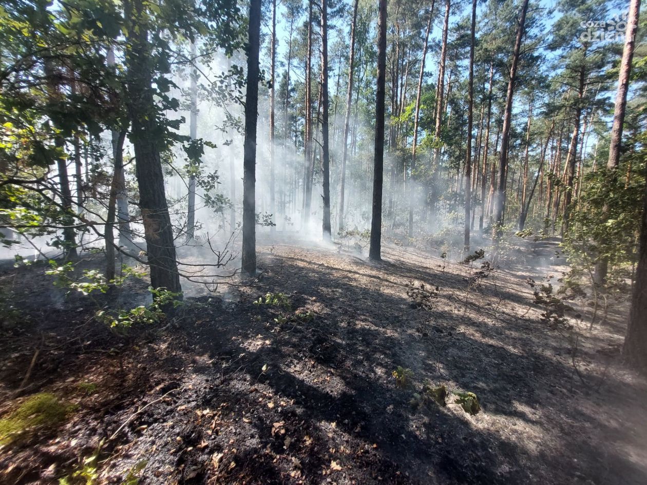 Ogromny pożar lasu w gminie Pionki