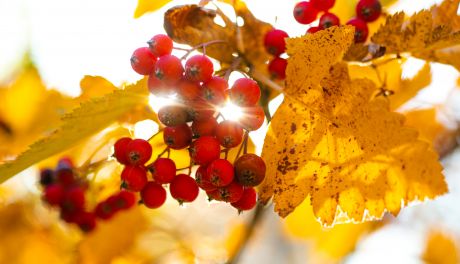 Złota jesień w Radomiu (zdjęcia)