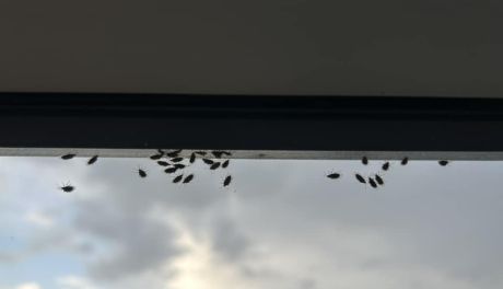 Inwazja owadów. Mieszkańcy zaniepokojeni 