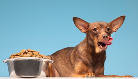 Dlaczego warto uwzględnić zarówno mokrą, jak i suchą karmę w diecie psa: łączenie różnych rodzajów karm