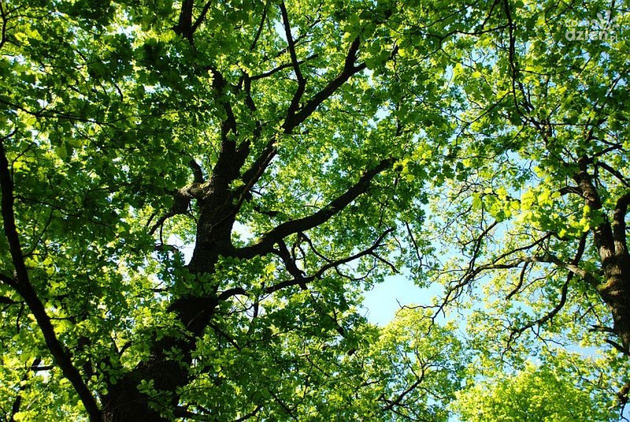 Zielona Akcja Radom chce wiedzieć wszystko o drzewach w mieście 