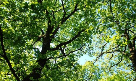 Zielona Akcja Radom chce wiedzieć wszystko o drzewach w mieście 