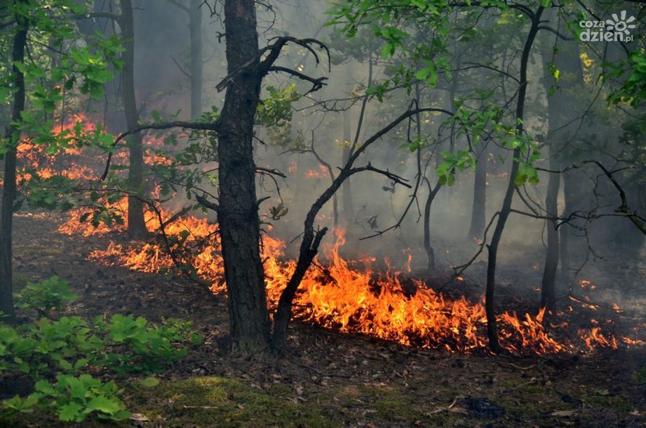 Płoną lasy! Strażacy gaszą kolejne pożary [Aktualizacja]