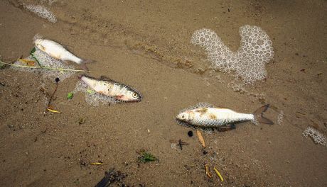 Martwe ryby w zalewie na Borkach