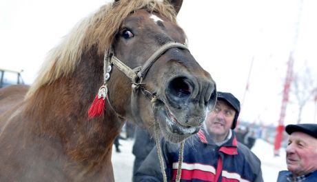 Rusza największy targ koński w Europie